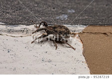 Adult True Weevil 95287219
