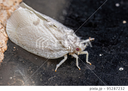 Adult Planthopper Insect Adult Planthopper Insect 95287232