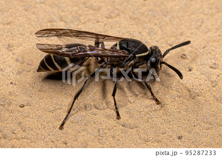 Adult Long-waisted Honey Wasp Adult Long-waisted Honey Wasp 95287233