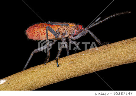 Soapberry Bug Nymph 95287247