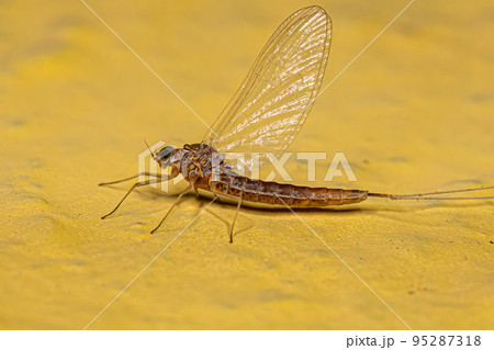 Adult Female Mayfly Adult Female Mayfly 95287318