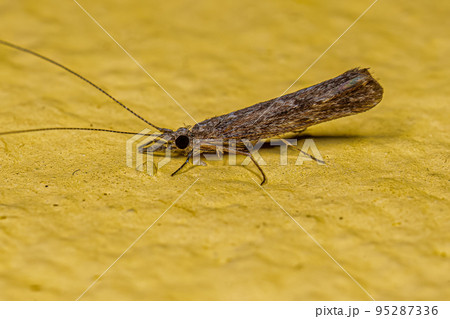 Adult Female Caddisfly Insect Adult Female Caddisfly Insect 95287336
