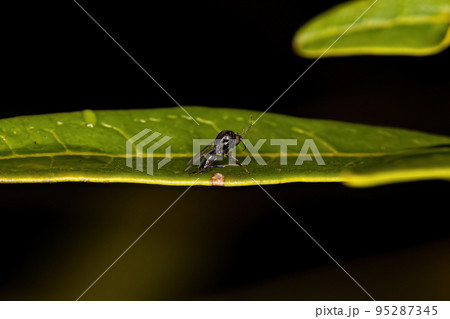 Small Adult Nematoceran Fly 95287345