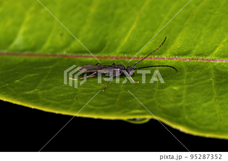 Male Adult Myrmicine Ant 95287352