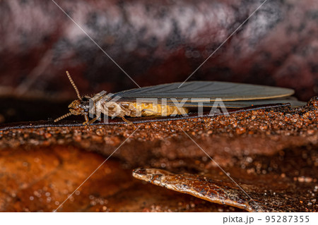 Adult Higher Termite 95287355