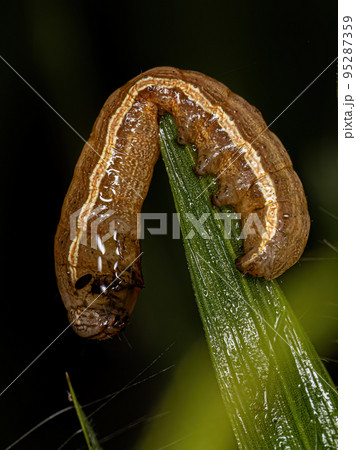 Small Moth Caterpillar 95287359