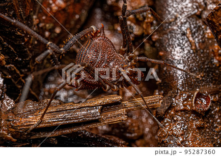 Adult Gonyleptid Harvestmen 95287360