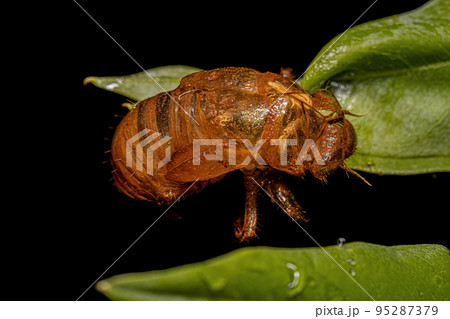 Exuvia of Typical Cicada Exuvia of Typical Cicada 95287379