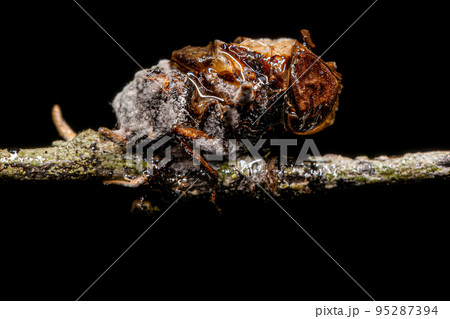 Dead Adult Calyptrate Fly by a fungus Dead Adult Calyptrate Fly by a fungus 95287394