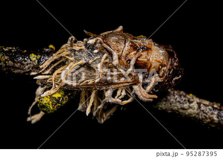 Dead Adult Calyptrate Fly by a fungus 95287395