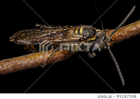 Adult Scoliid Wasp Adult Scoliid Wasp 95287398