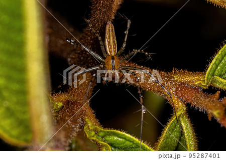 Small Lynx Spider 95287401
