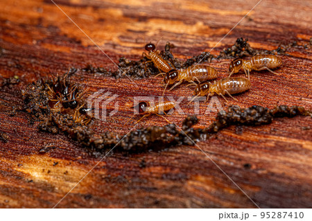 Adult Nasute Termites 95287410