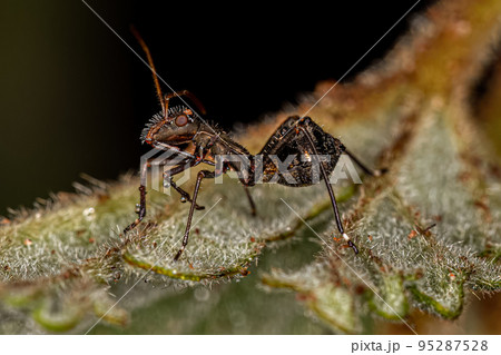 Broad-headed Bug Nymph Broad-headed Bug Nymph 95287528