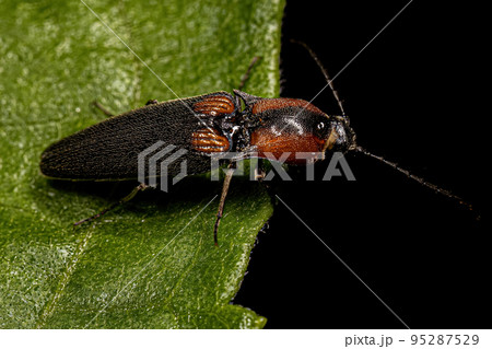 Adult Click Beetle Adult Click Beetle 95287529