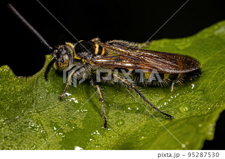 Adult Scoliid Wasp Adult Scoliid Wasp 95287530