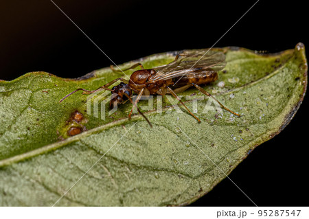 Adult Male Winged Ant 95287547