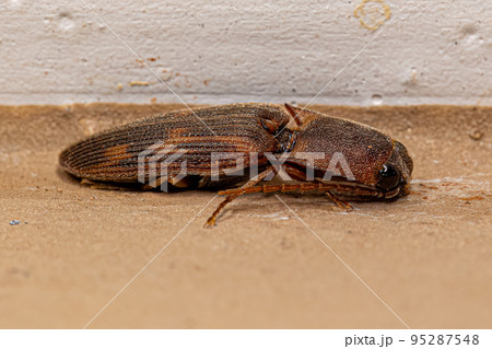 Adult Click Beetle 95287548