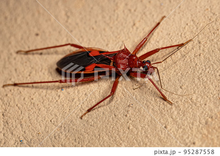 Adult Assassin Bug 95287558