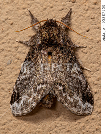Adult Prominent Moth Insect Adult Prominent Moth Insect 95287559