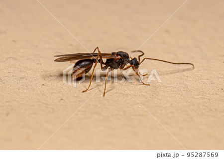 Male Adult Myrmicine Ant 95287569