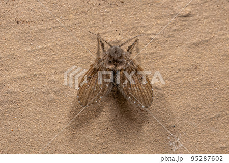 Adult Bathroom Moth Midge 95287602