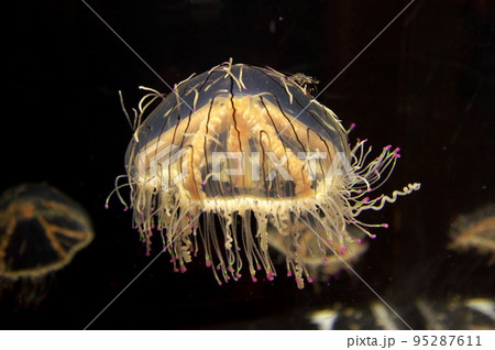 ハナガサクラゲ ハナガサクラゲ 95287611