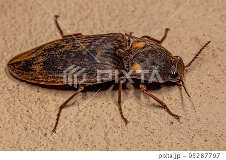 Adult Fire Click Beetle 95287797