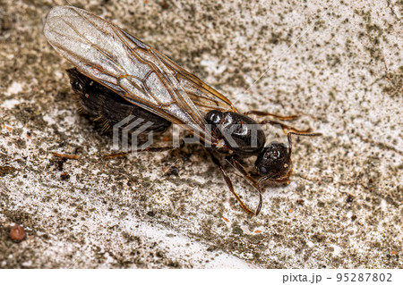 Adult Female Cocktail Ant 95287802