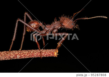 Adult Atta Leaf-cutter Ant 95287808