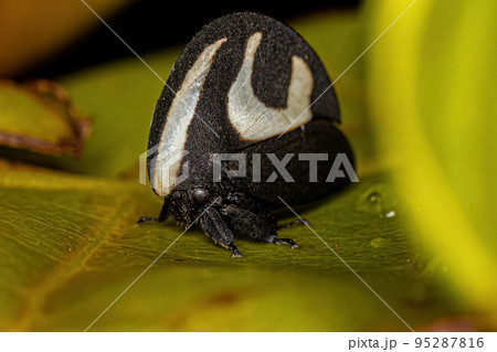 Adult Black-and-white Treehopper 95287816