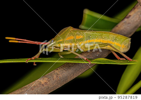 Adult Leaf-footed Bug Adult Leaf-footed Bug 95287819
