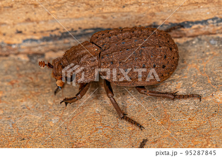 Adult Hide Beetle 95287845