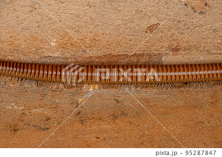 Ddult Millipede Arthropod Ddult Millipede Arthropod 95287847
