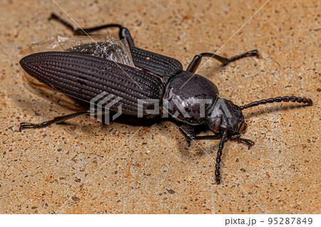 Adult Darkling Beetle 95287849