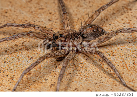 Adult Male Wolf Spider 95287851
