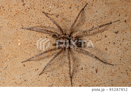 Adult Male Wolf Spider 95287852