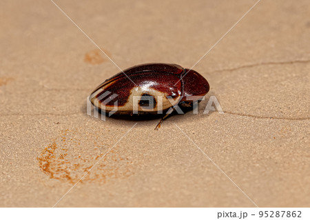Adult Turtle Beetle 95287862