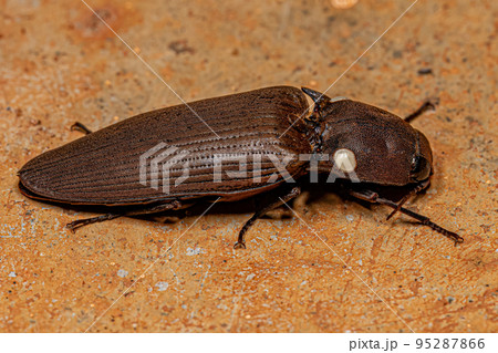 Adult Fire Click Beetle 95287866