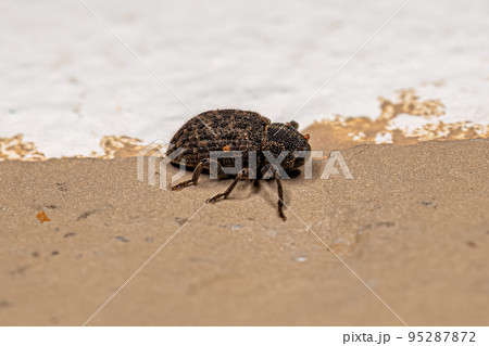 Adult True Weevil 95287872