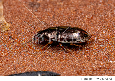 Adult Ground Beetle Adult Ground Beetle 95287878