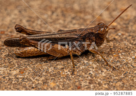 Adult Stridulating Slant-faced Grasshopper 95287885