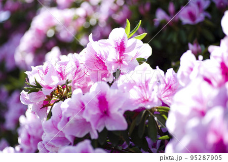 ピンク色と白色の躑躅（ツツジ）の花が咲いています。学名はRhododendronです。 95287905