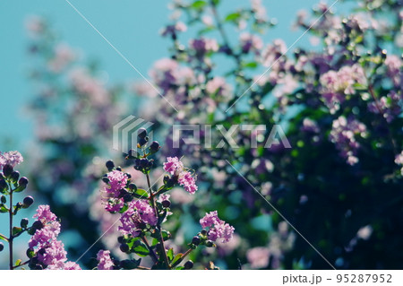 サルスベリの花 三 サルスベリの花 三 95287952