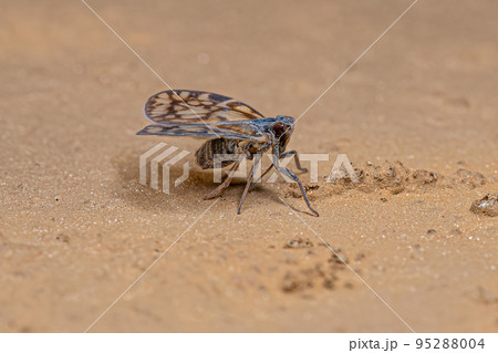 Adult Small Planthopper Adult Small Planthopper 95288004