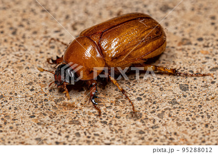 Adult Brown Scarab 95288012