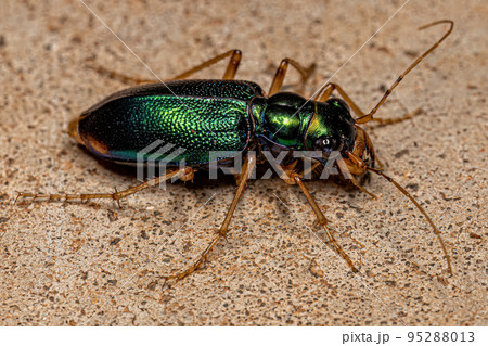 Adult Metallic Tiger Beetle 95288013