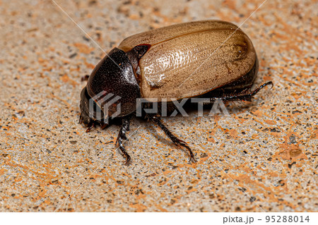 Adult Brown Scarab 95288014
