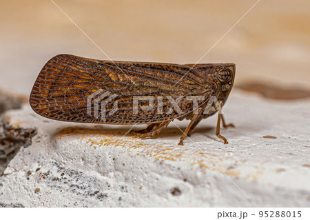Adult Nogodinid Planthopper Insect 95288015