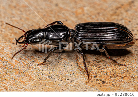 Adult Pedunculate Ground Beetle 95288016